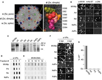 Intracellular virion traffic to the endosome driven by cell type specific sialic acid receptors determines parvovirus tropism